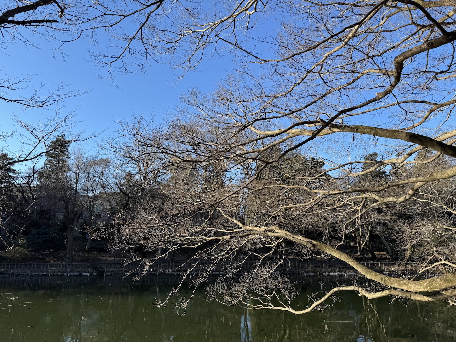 2025-02-24 07:55 Inokashira Park, Tokyo