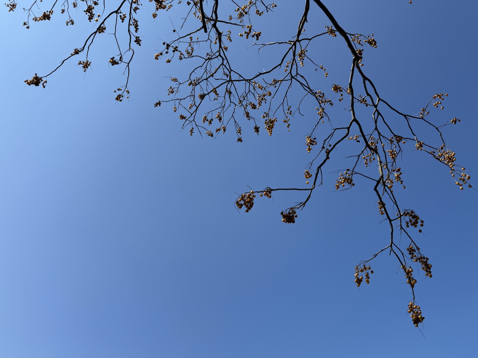 2025-03-01 11:05 Jindaiji, Tokyo