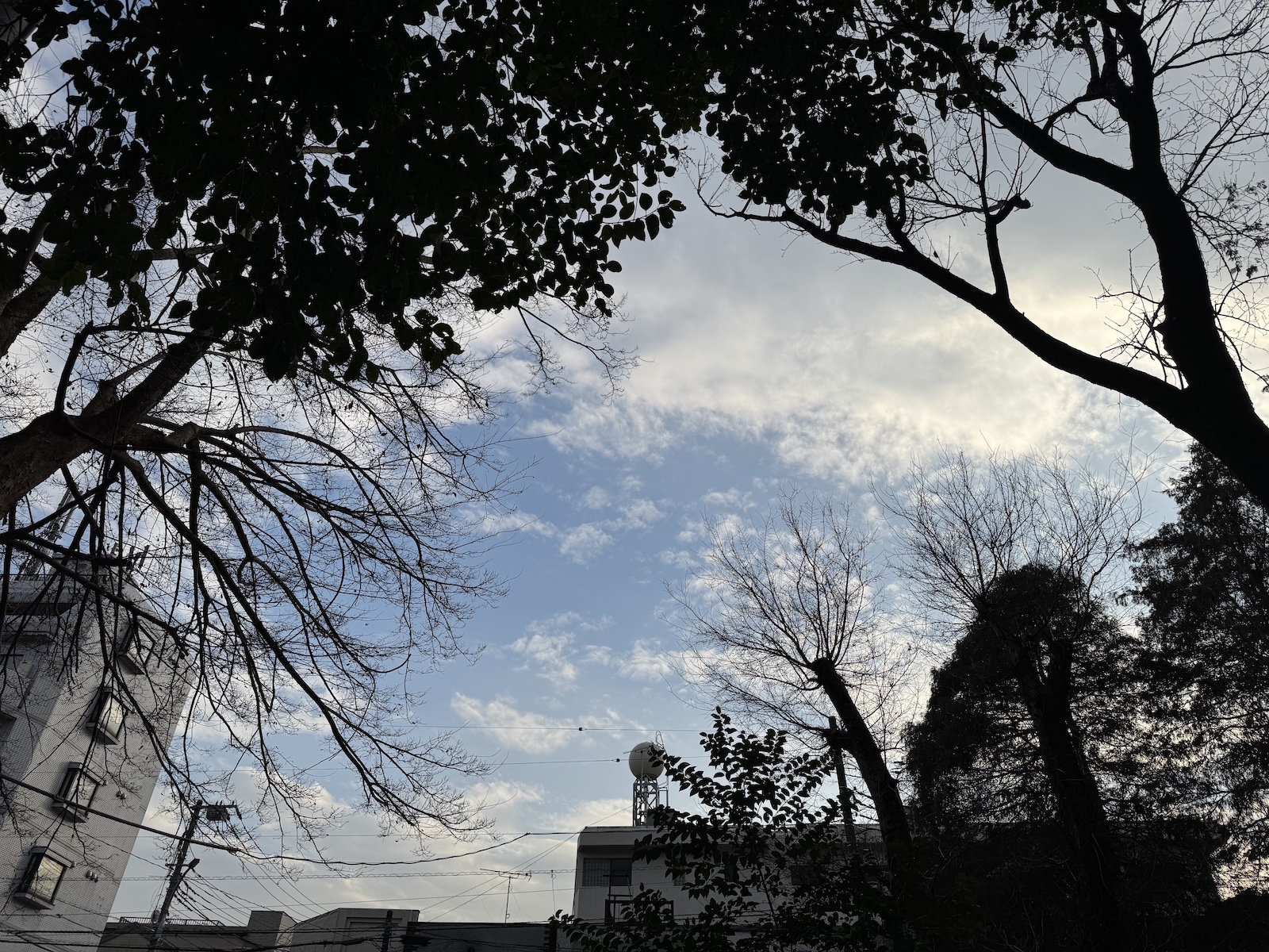 2025-03-02 16:38 Inokashira Park, Tokyo