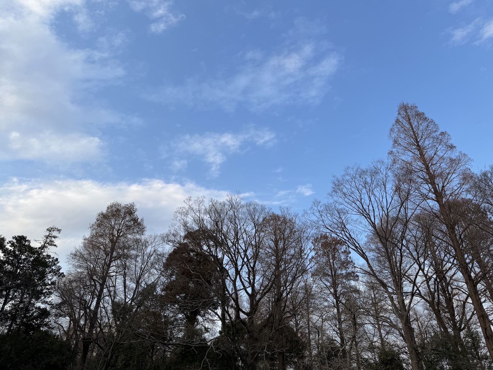 Inokashira Park, Tokyo