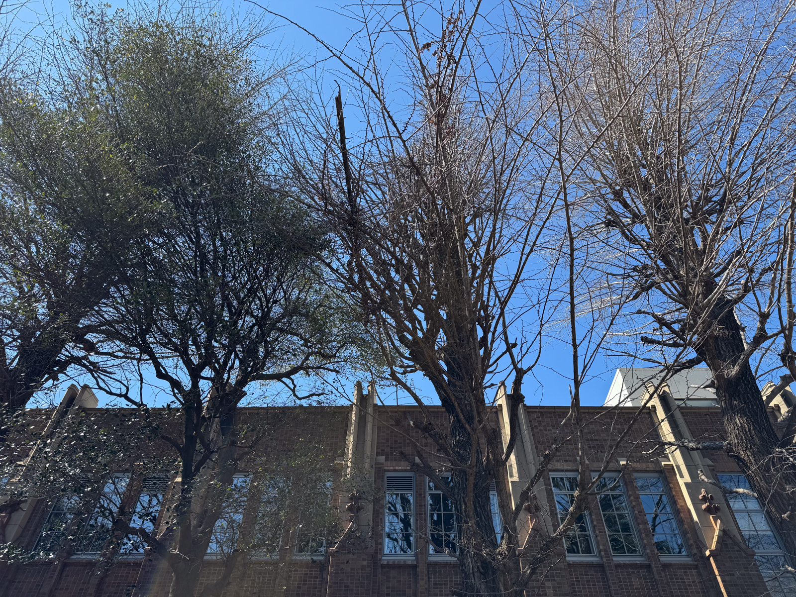 2025-03-10 12:36 Komaba, Tokyo