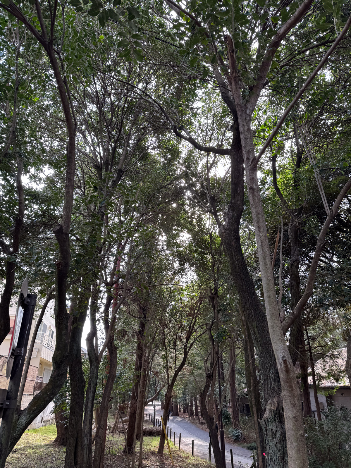 2025-03-15 08:49 Inokashira Park, Tokyo