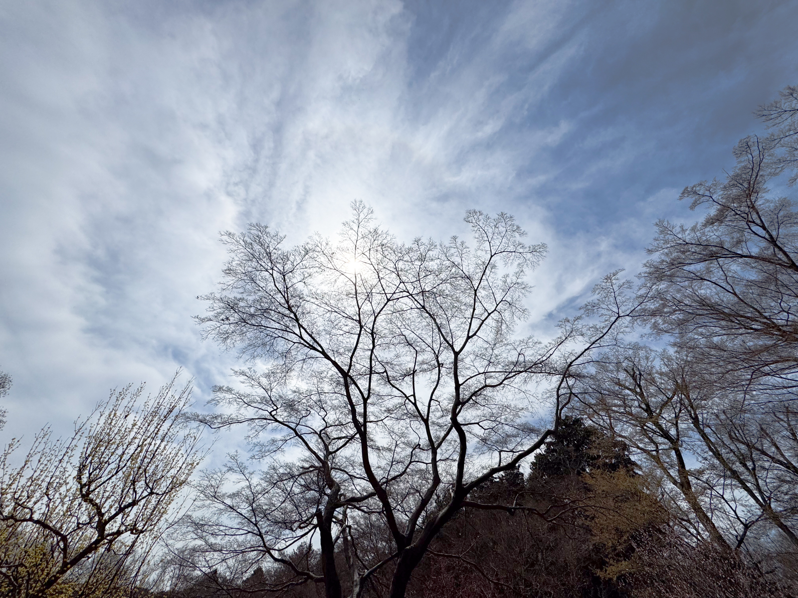 2025-03-18 12:15 Inokashira Park, Tokyo