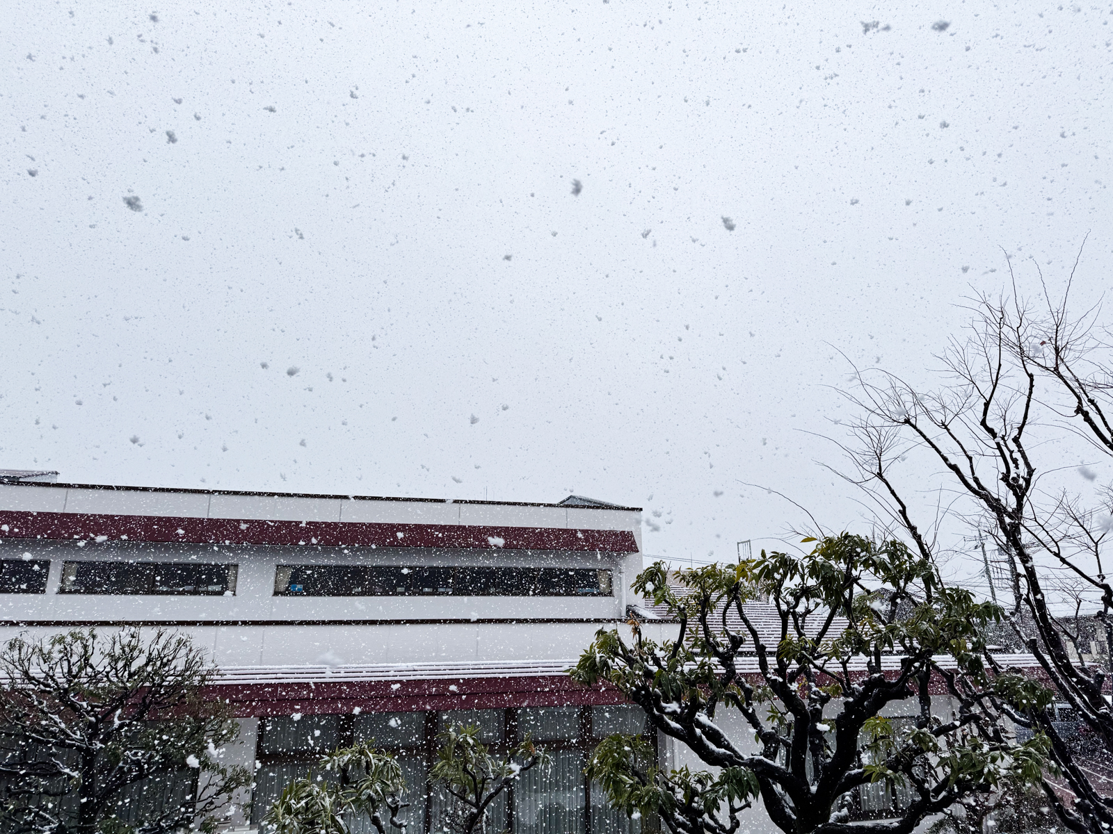 2025-03-19 09:50 Inokashira, Tokyo