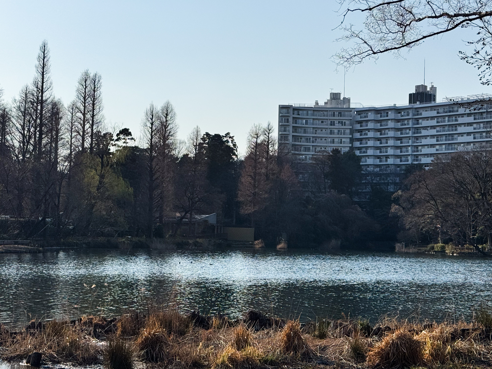 Inokashira Park, Tokyo
