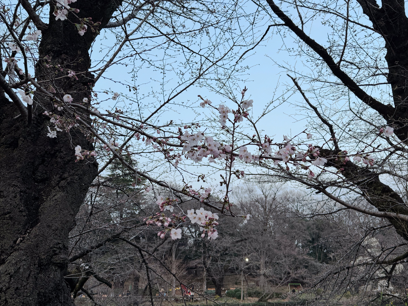 2025-03-24 17:52 Inokashira Park, Tokyo