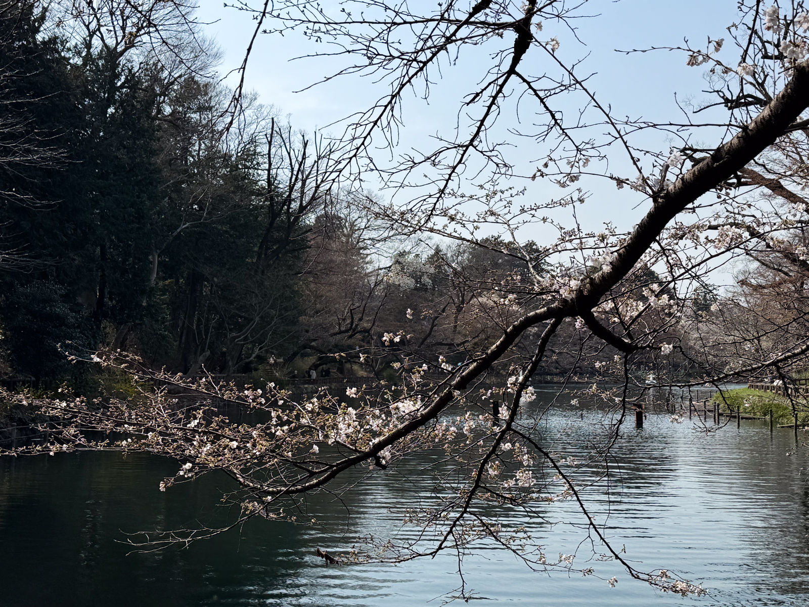 2025-03-25 13:55 Inokashira Park, Tokyo