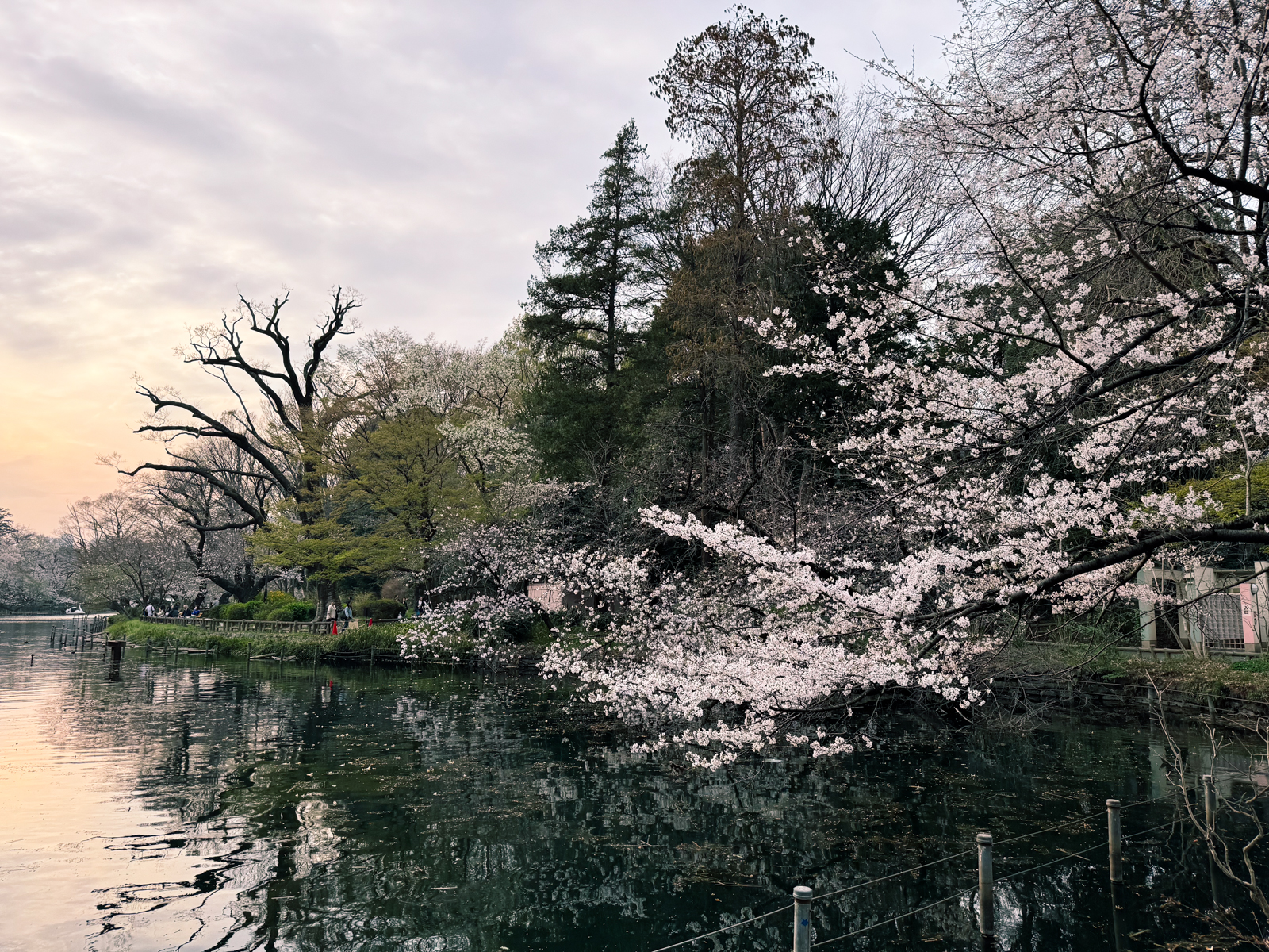 2025-03-27 17:16 Inokashira Park, Tokyo