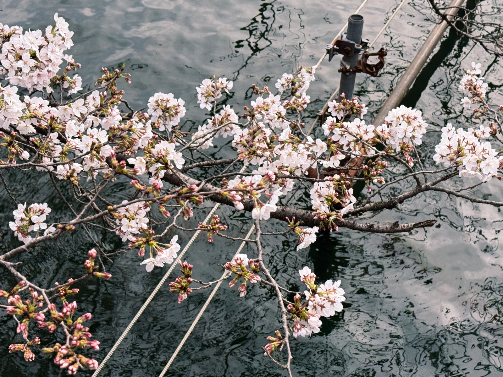 2025-03-28 15:43 Inokashira Park, Tokyo