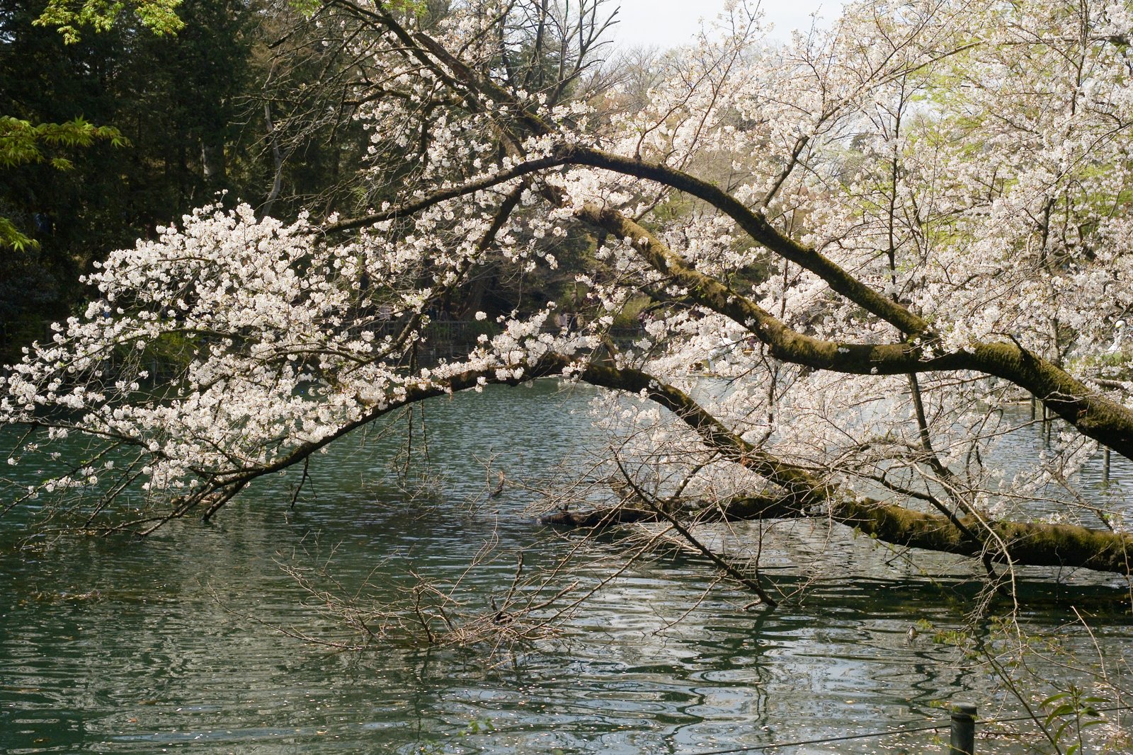 Inokashira Park, Tokyo