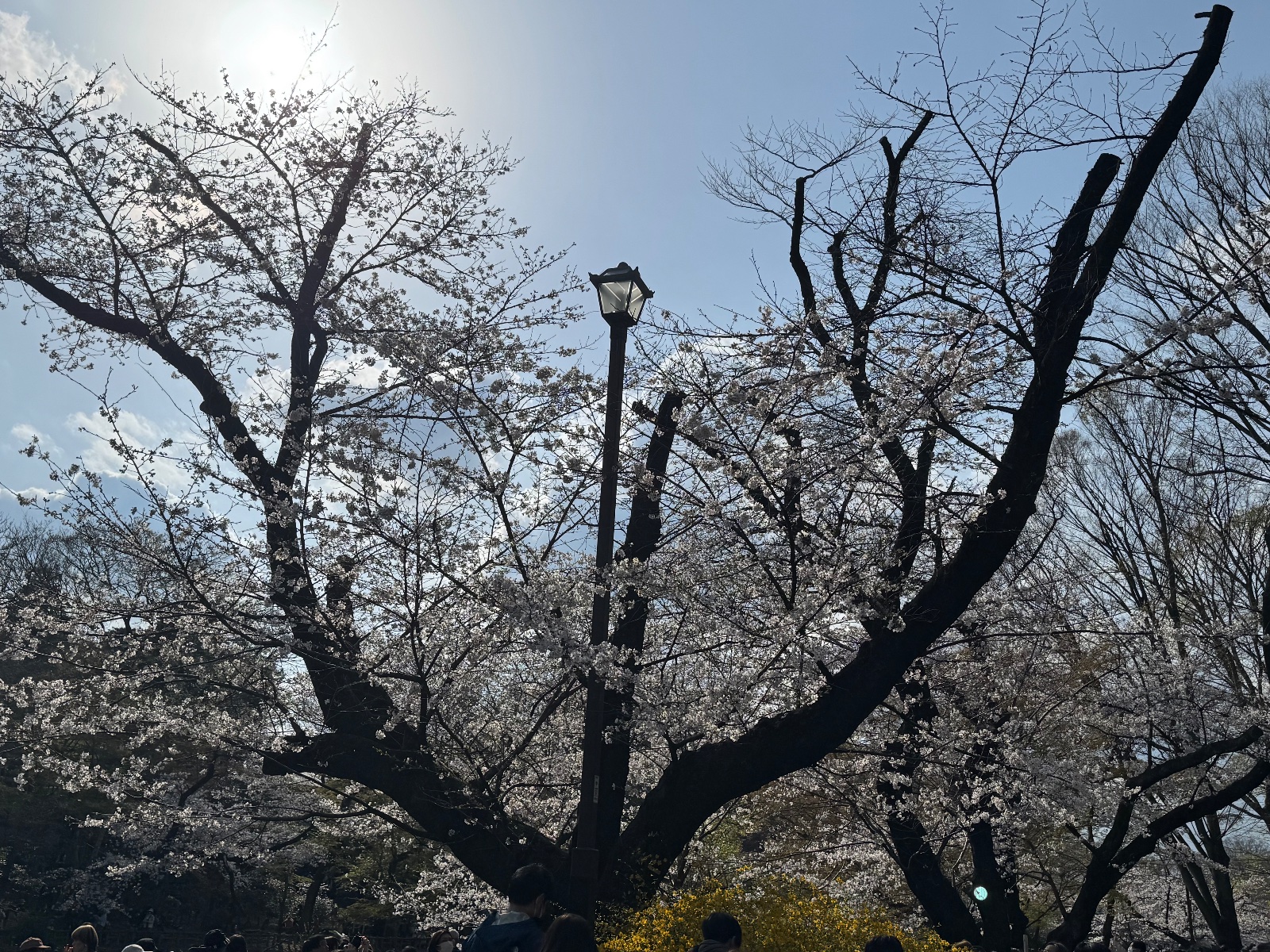 2025-03-30 14:55 Inokashira Park, Tokyo