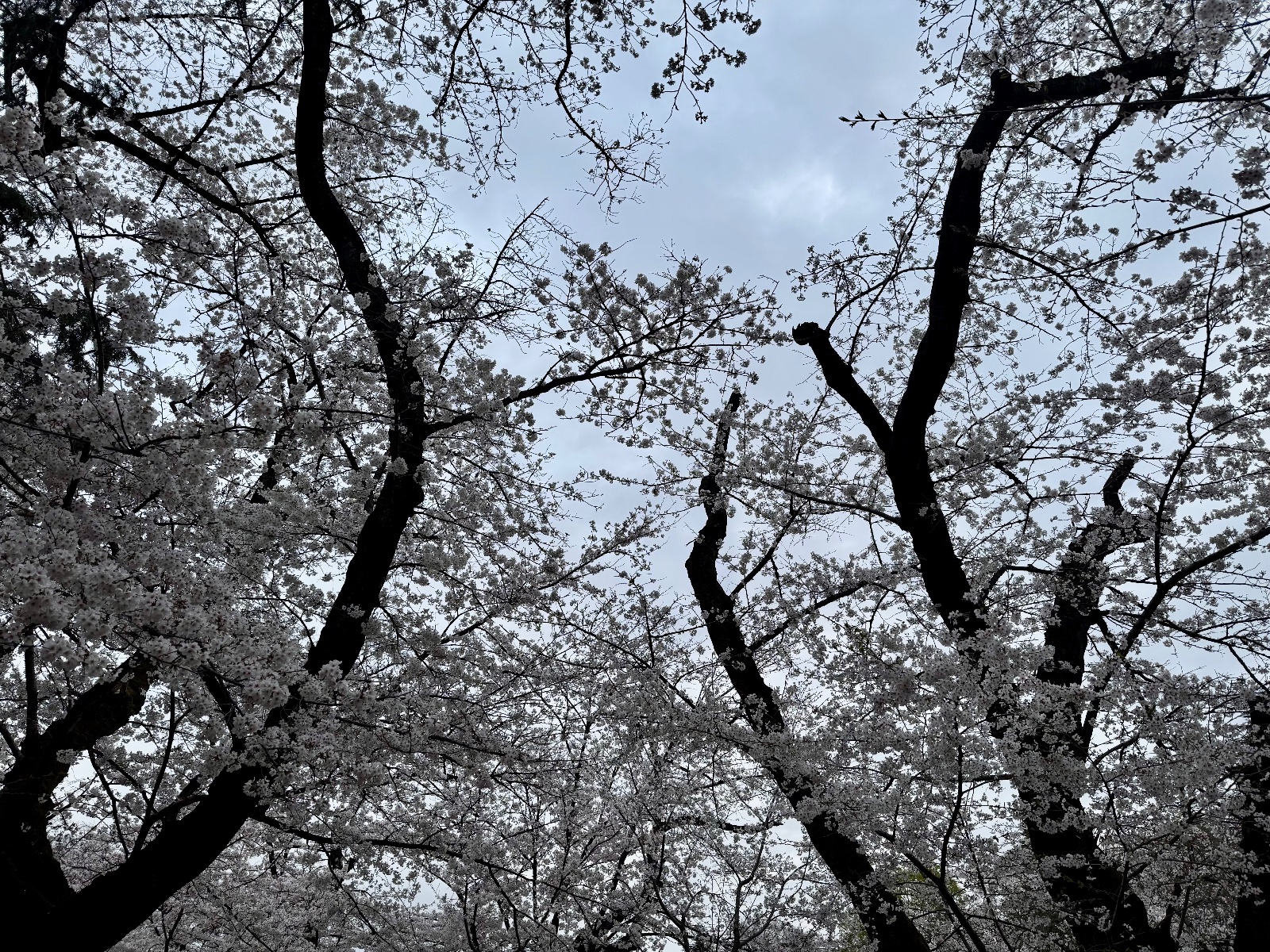 2025-03-31 05:44 Inokashira Park, Tokyo
