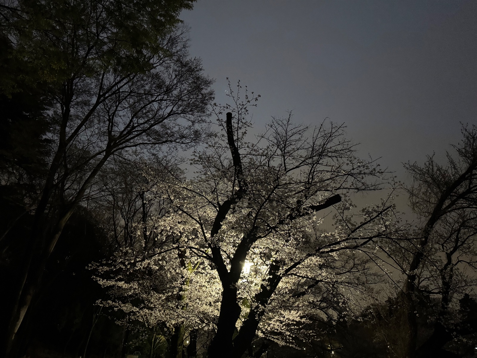 2025-04-02 18:31 Inokashira Park, Tokyo