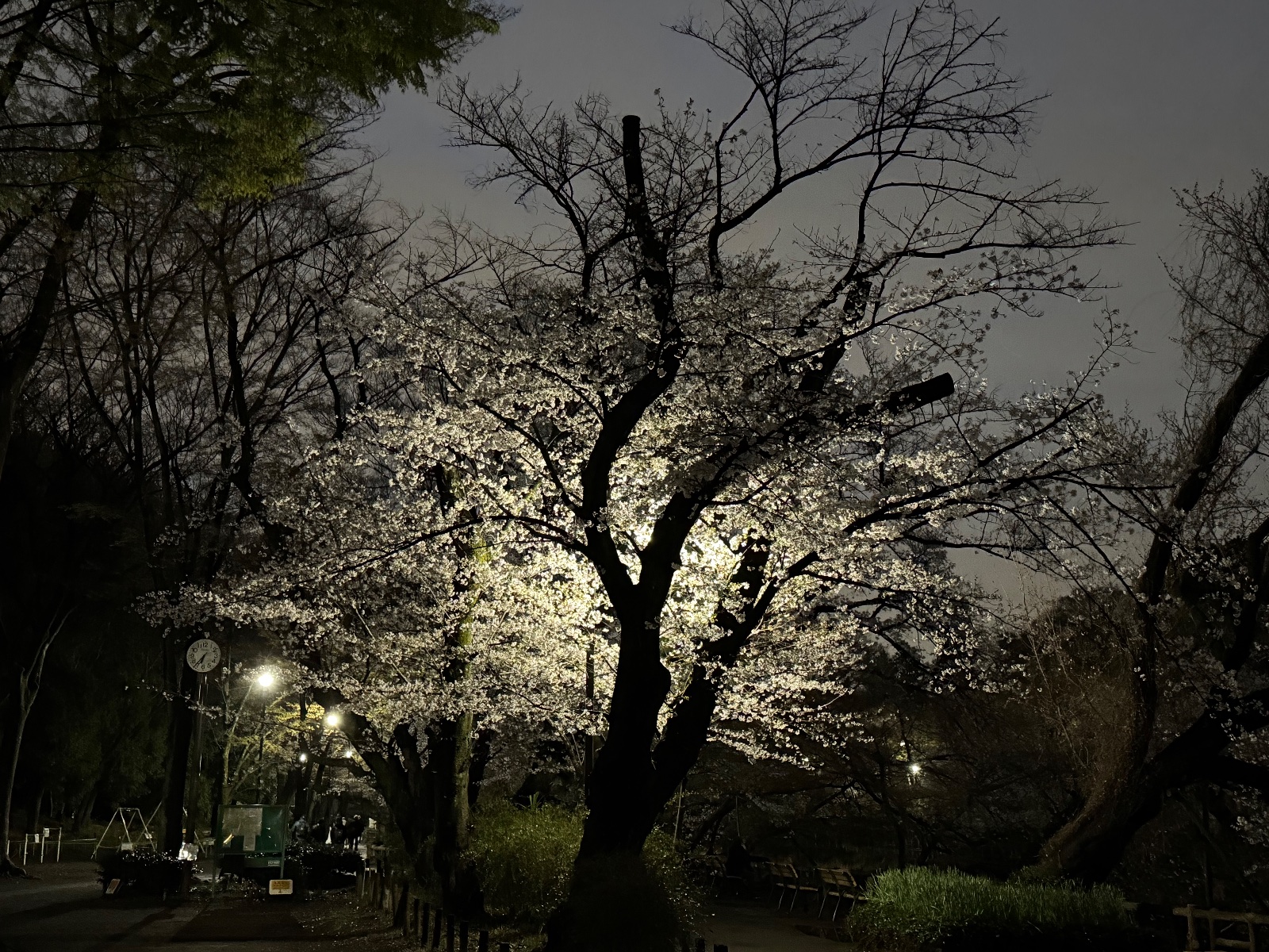 Inokashira Park, Tokyo