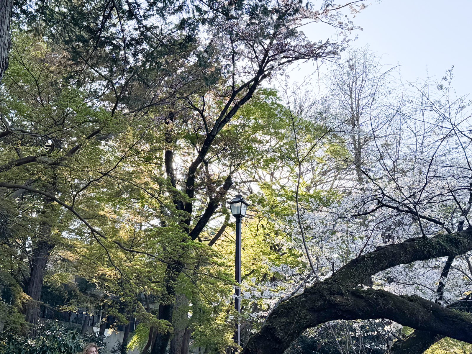 2025-04-06 16:04 Inokashira Park, Tokyo