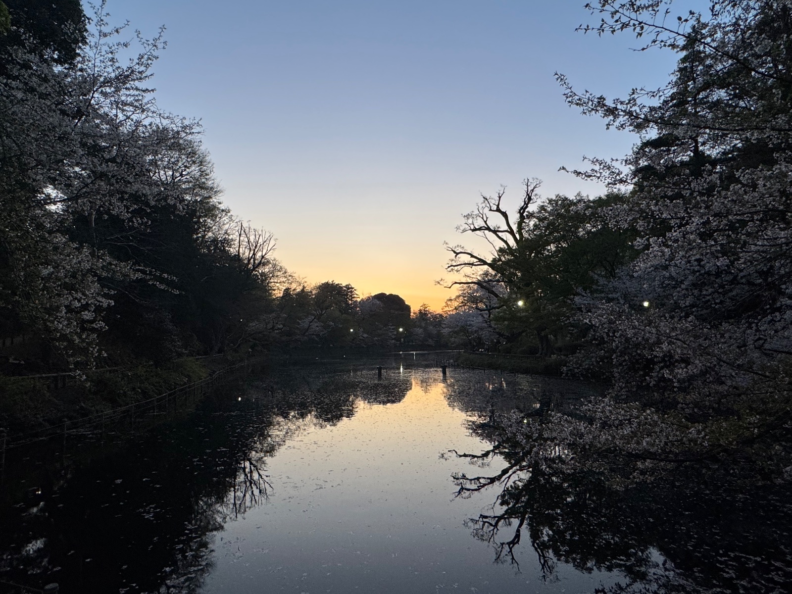 2025-04-07 18:20 Inokashira Park, Tokyo