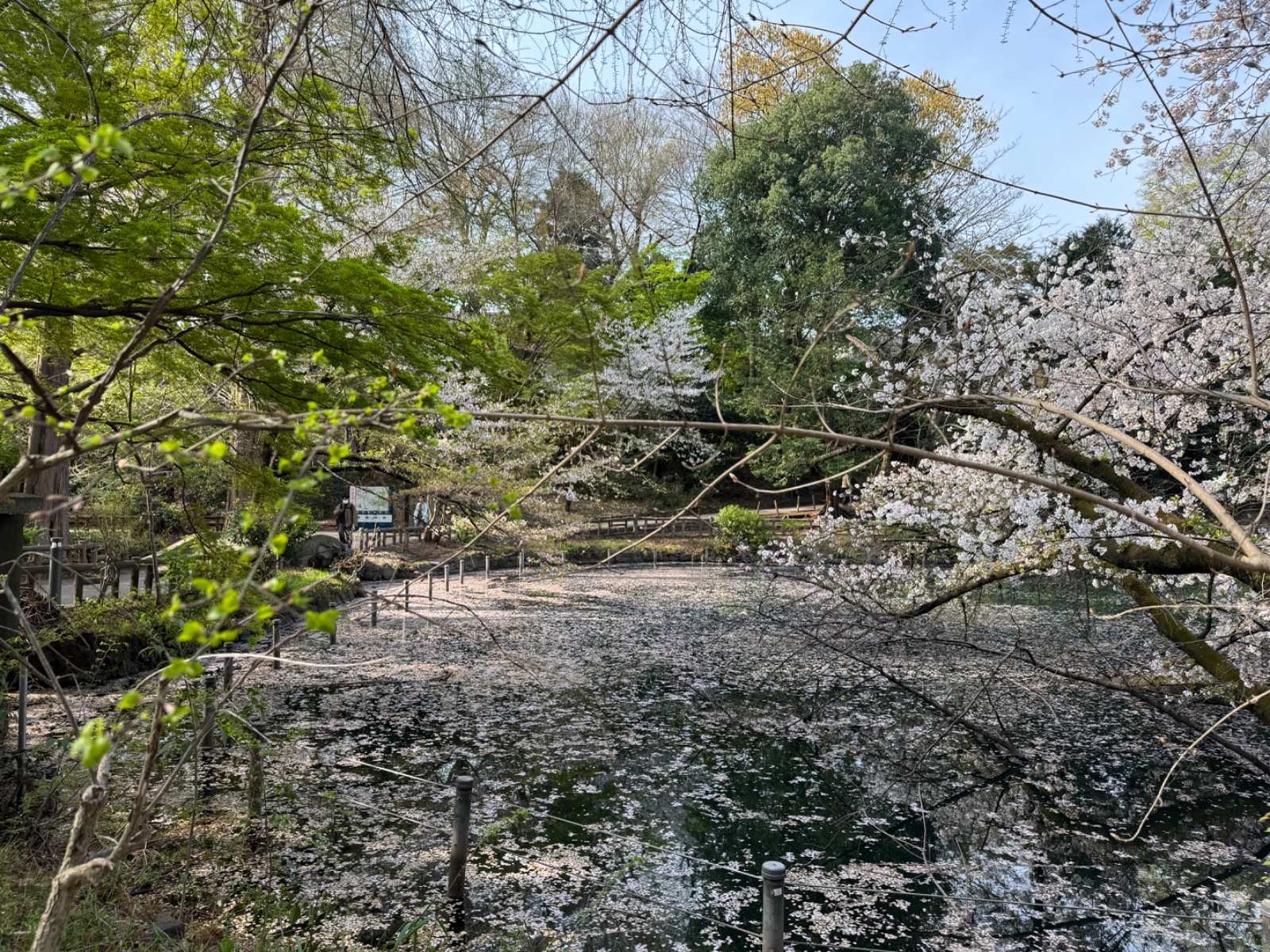 2025-04-08 08:03 Inokashira Park, Tokyo