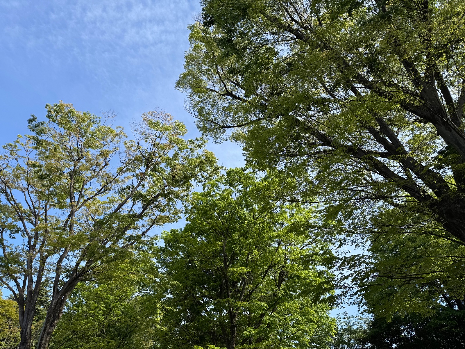 2025-04-21 08:20 Inokashira Park, Tokyo