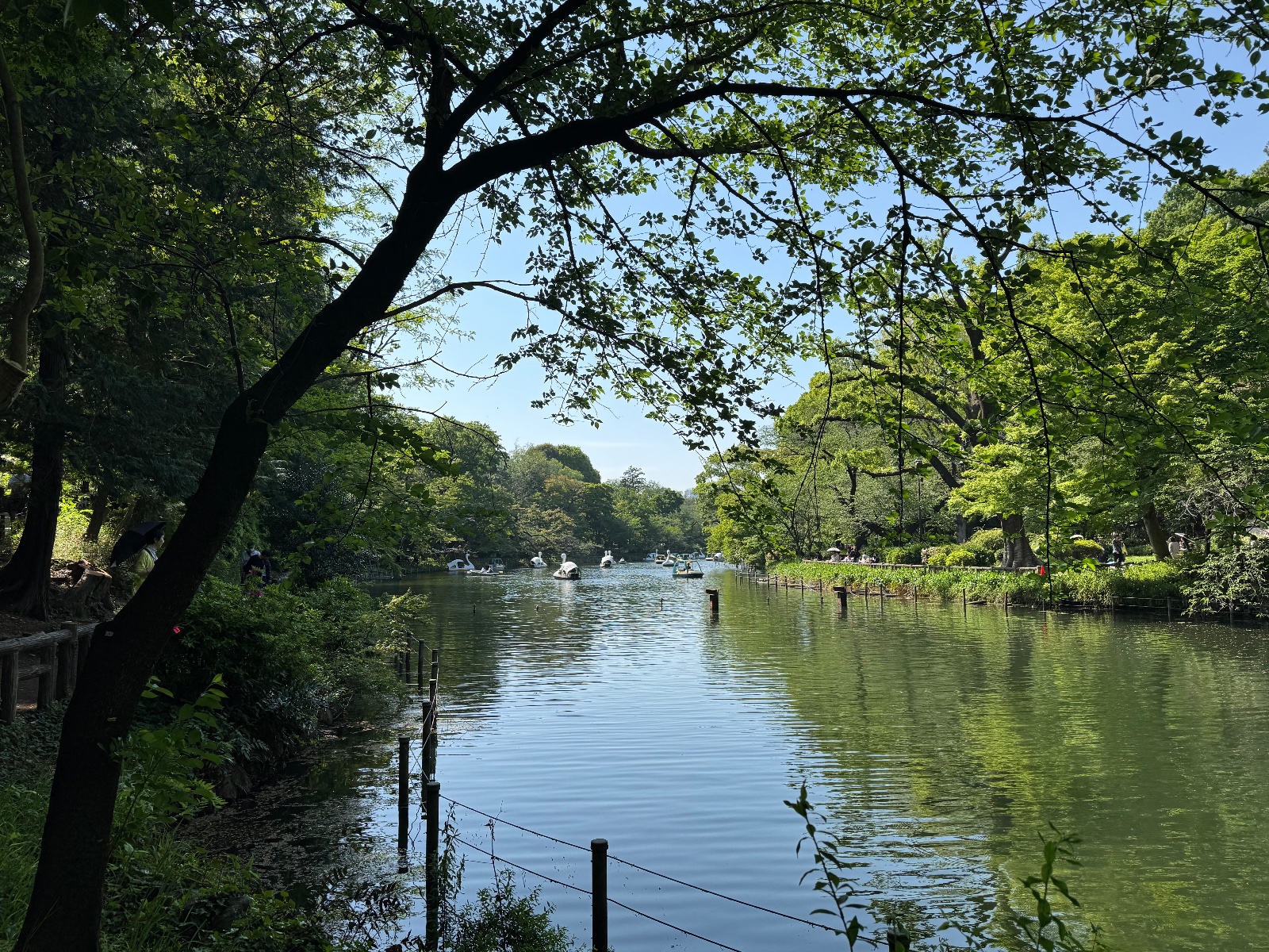 2025-04-27 14:21 Inokashira Park, Tokyo