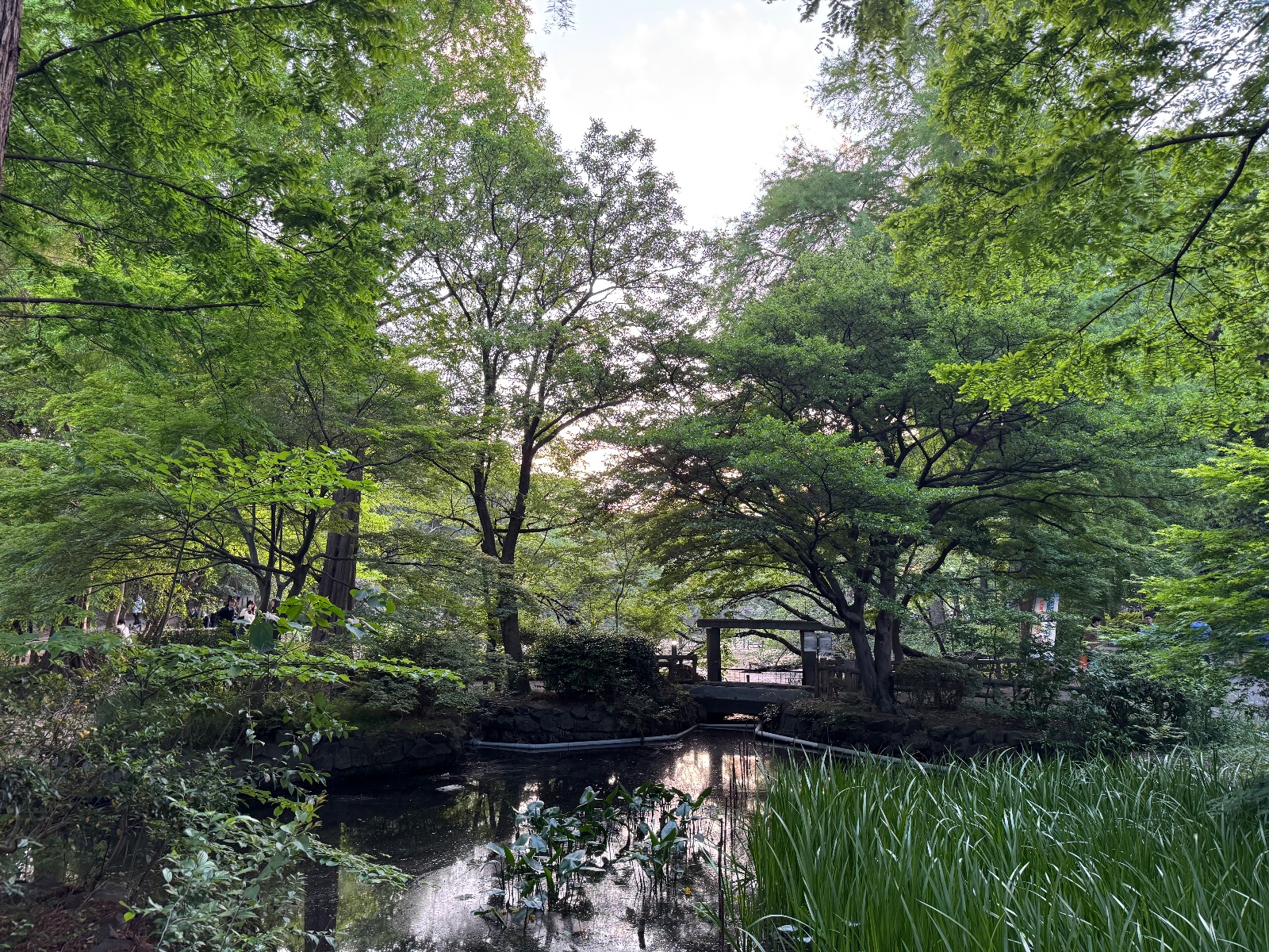 2025-05-01 18:10 Inokashira Park, Tokyo