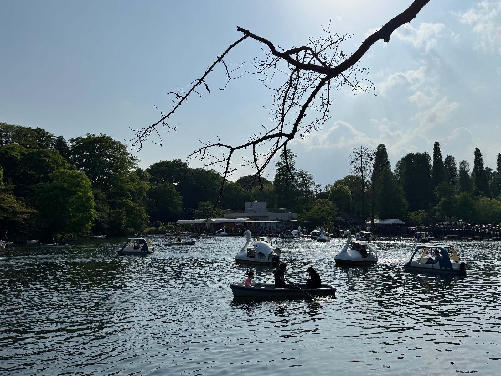 2025-05-04 15:38 Inokashira Park, Tokyo