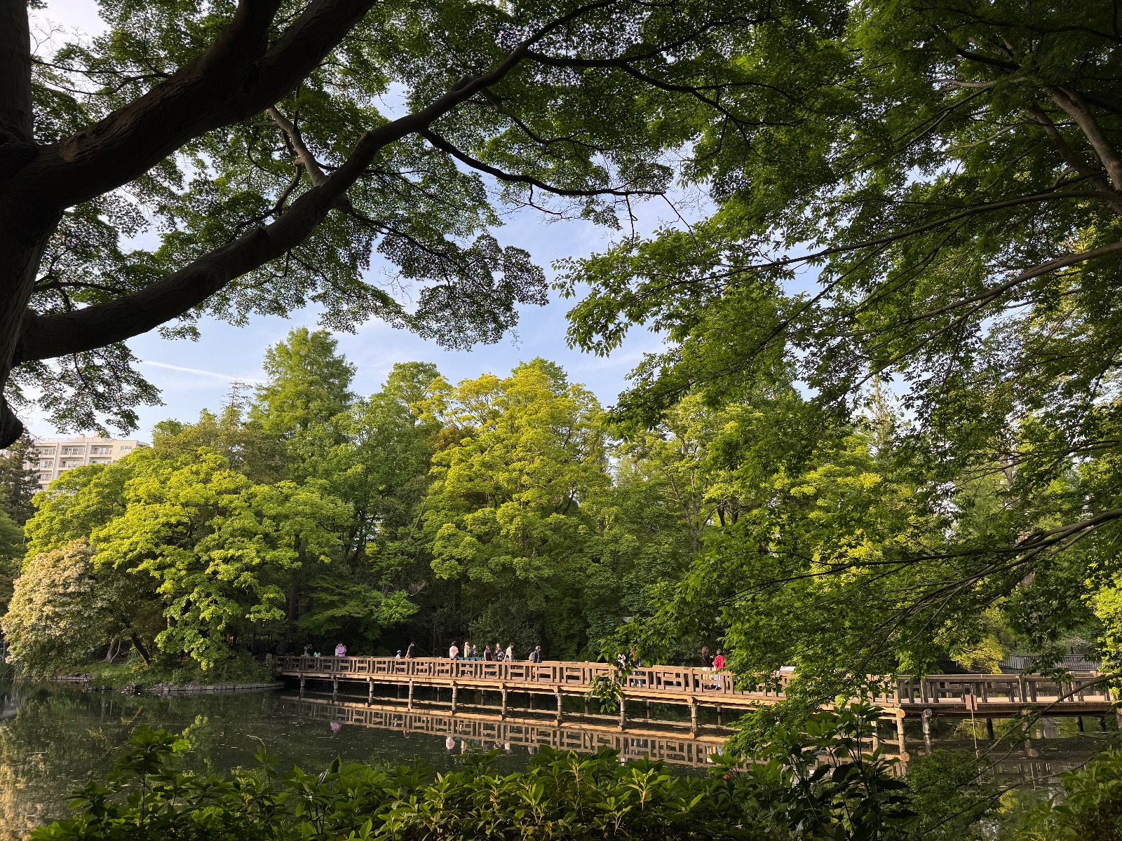 2025-05-05 17:07 Inokashira Park, Tokyo