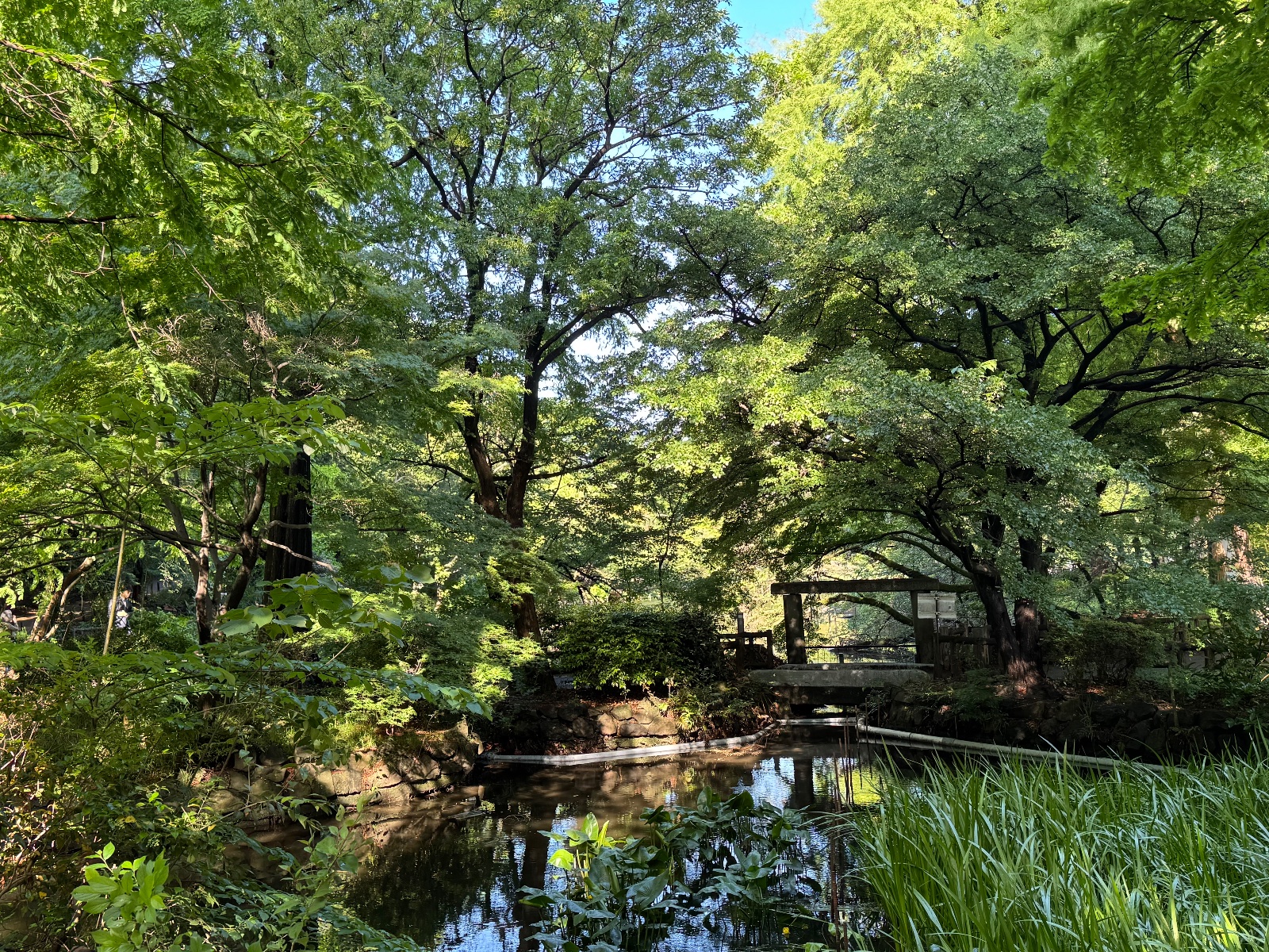 2025-05-07 07:36 Inokashira Park, Tokyo