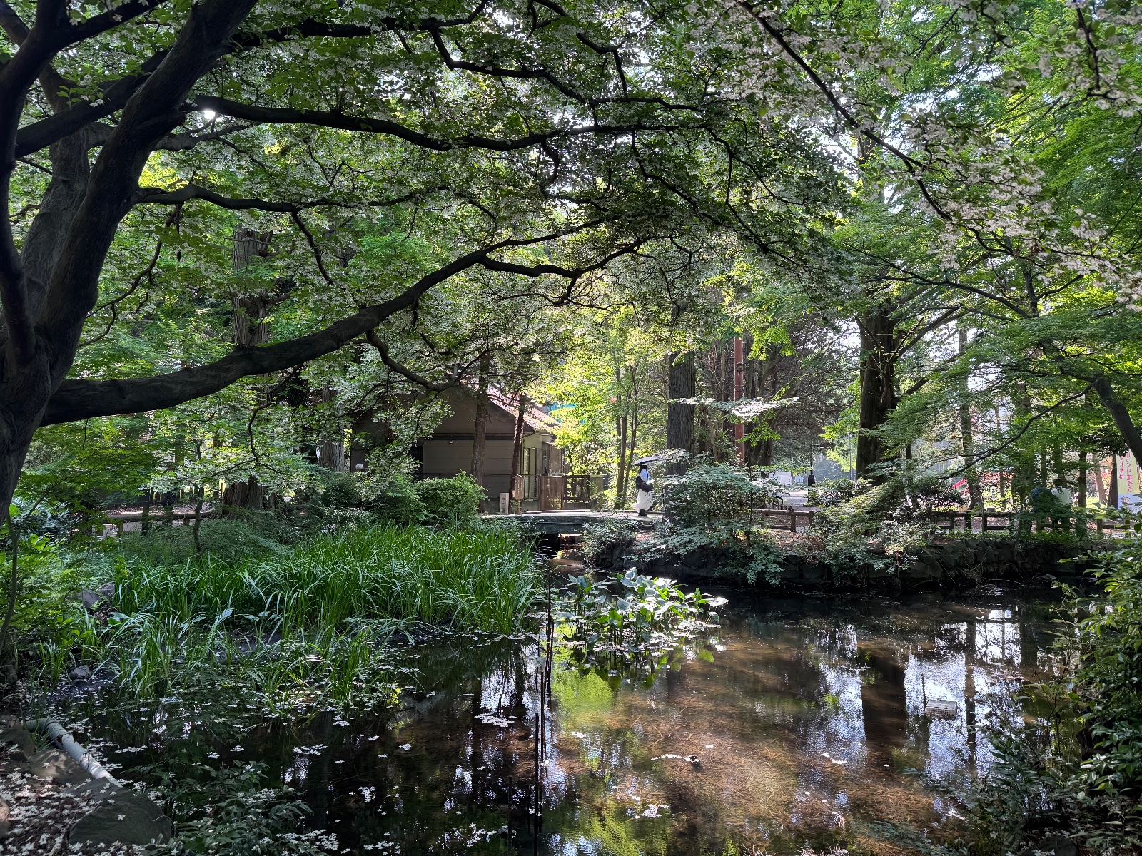 Inokashira Park, Tokyo