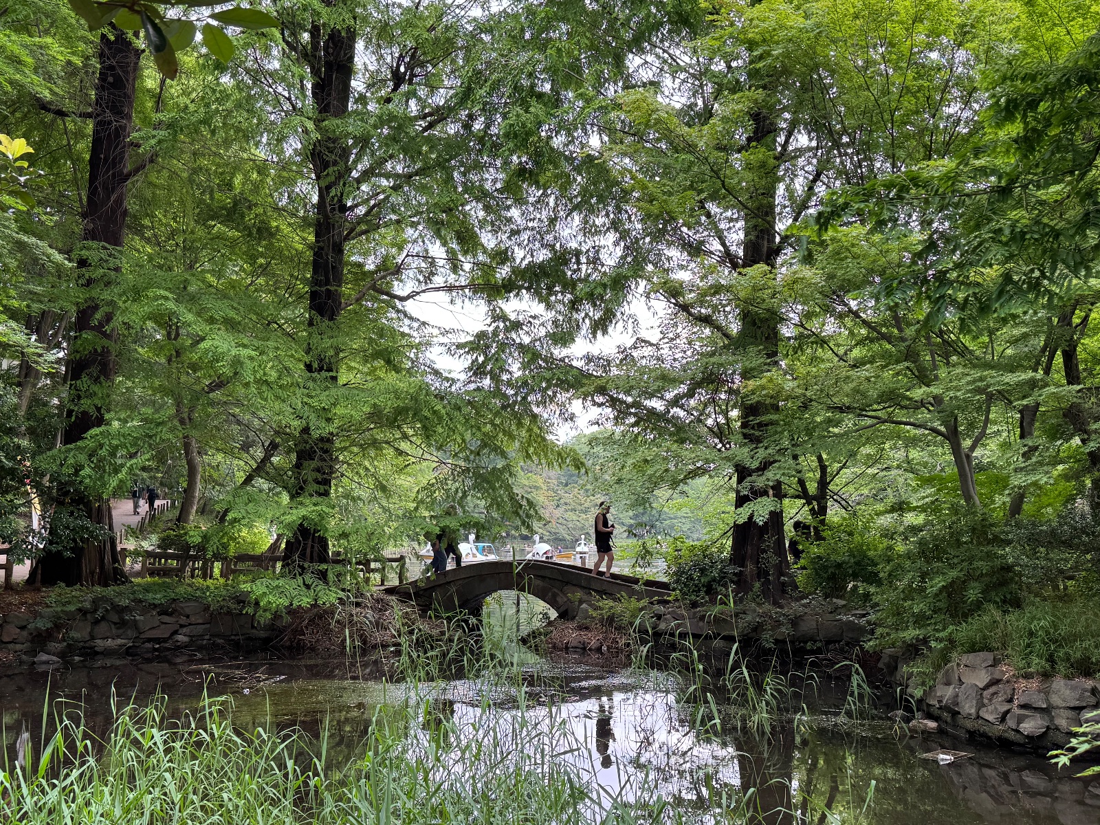 2025-05-18 14:15 Inokashira Park, Tokyo