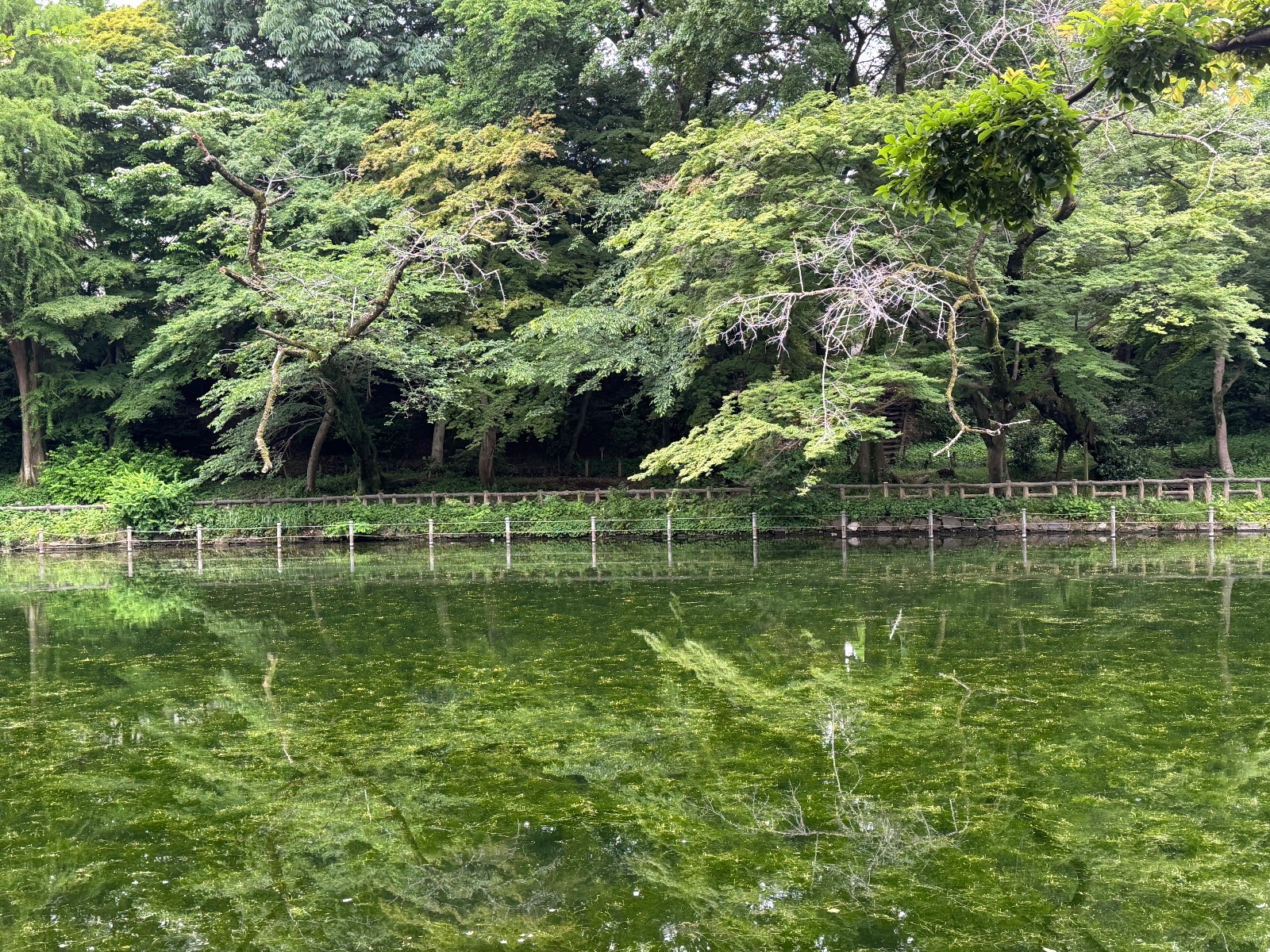 Inokashira Park, Tokyo
