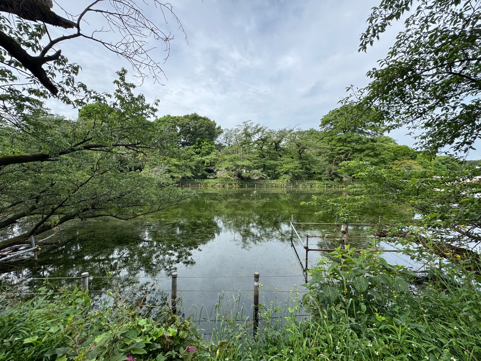 2025-05-22 07:11 Inokashira Park, Tokyo