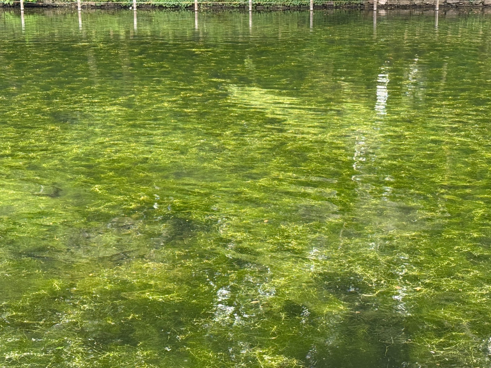 2025-05-23 17:01 Inokashira Park, Tokyo