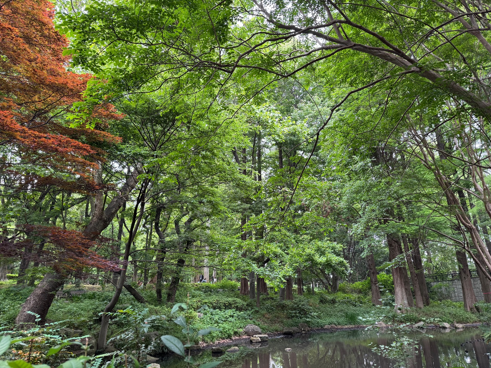 2025-05-24 10:38 Rinshi-no-mori, Tokyo