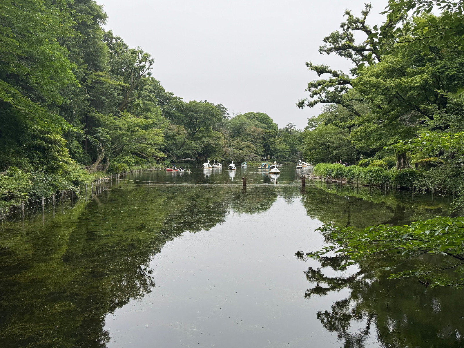 Inokashira Park, Tokyo