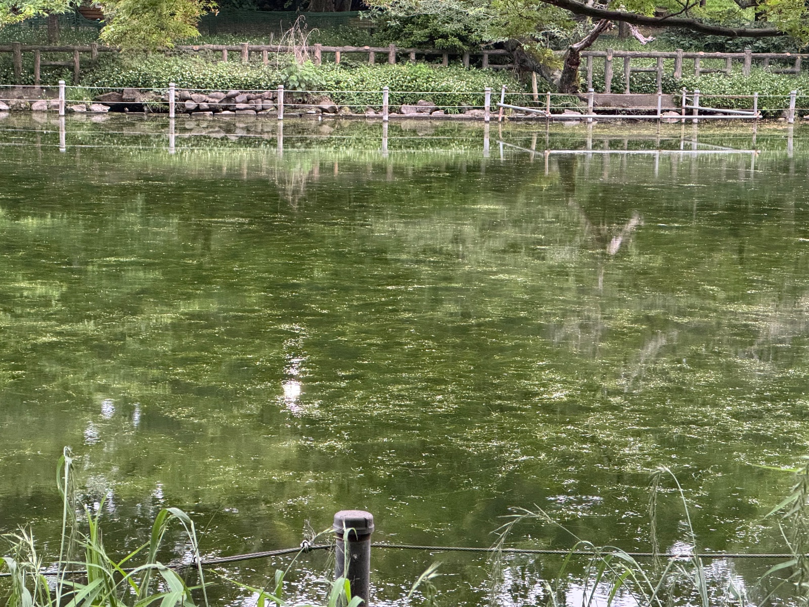 2025-05-26 18:36 Inokashira Park, Tokyo