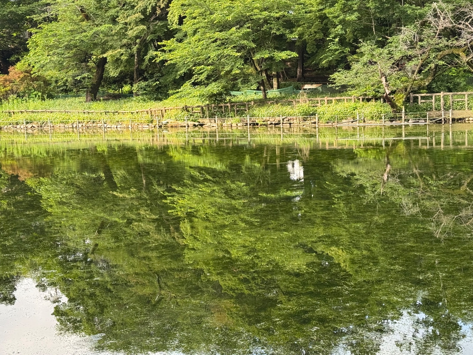 2025-05-28 07:16 Inokashira Park, Tokyo