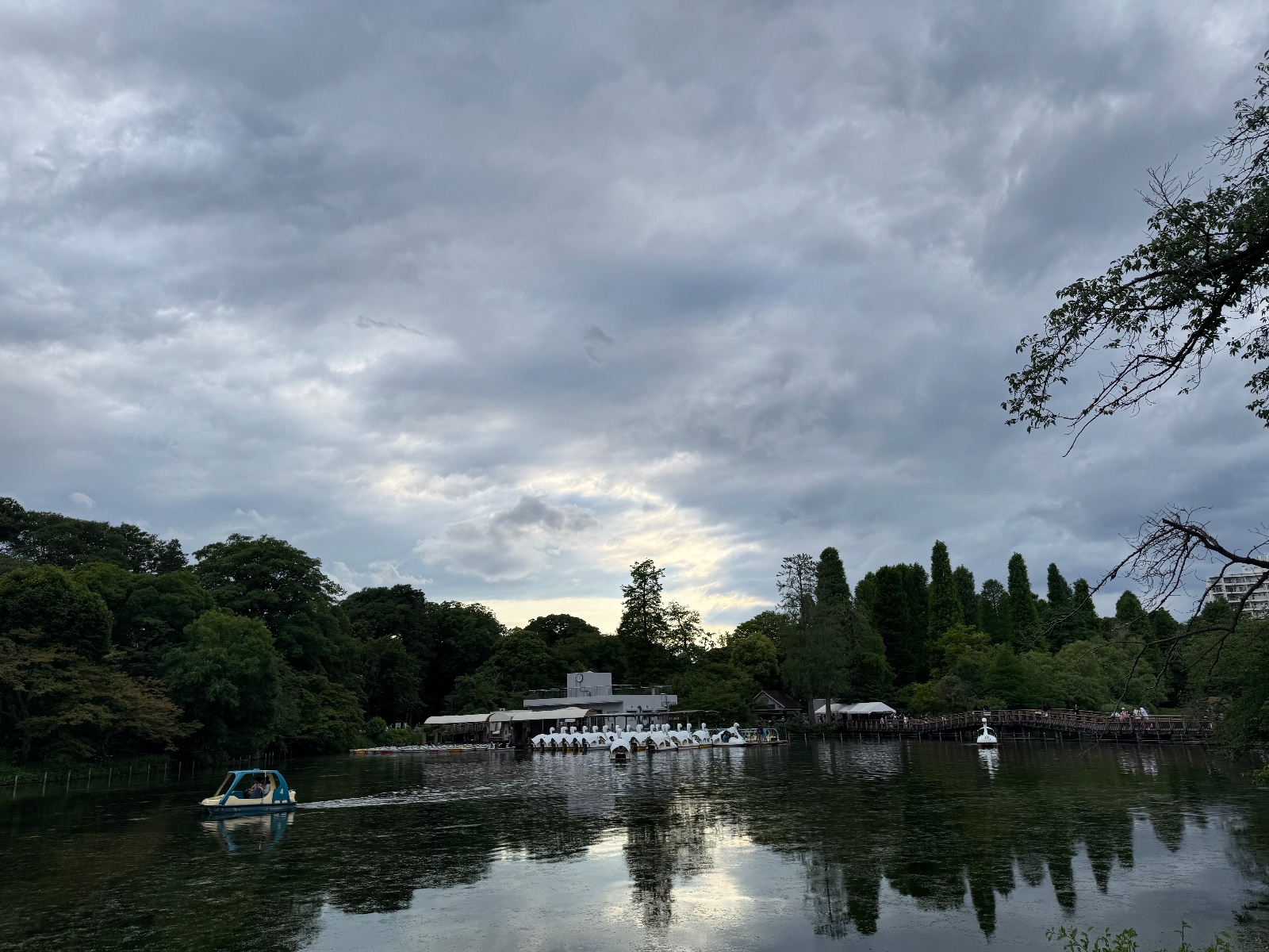 2025-06-01 17:07 Inokashira Park, Tokyo