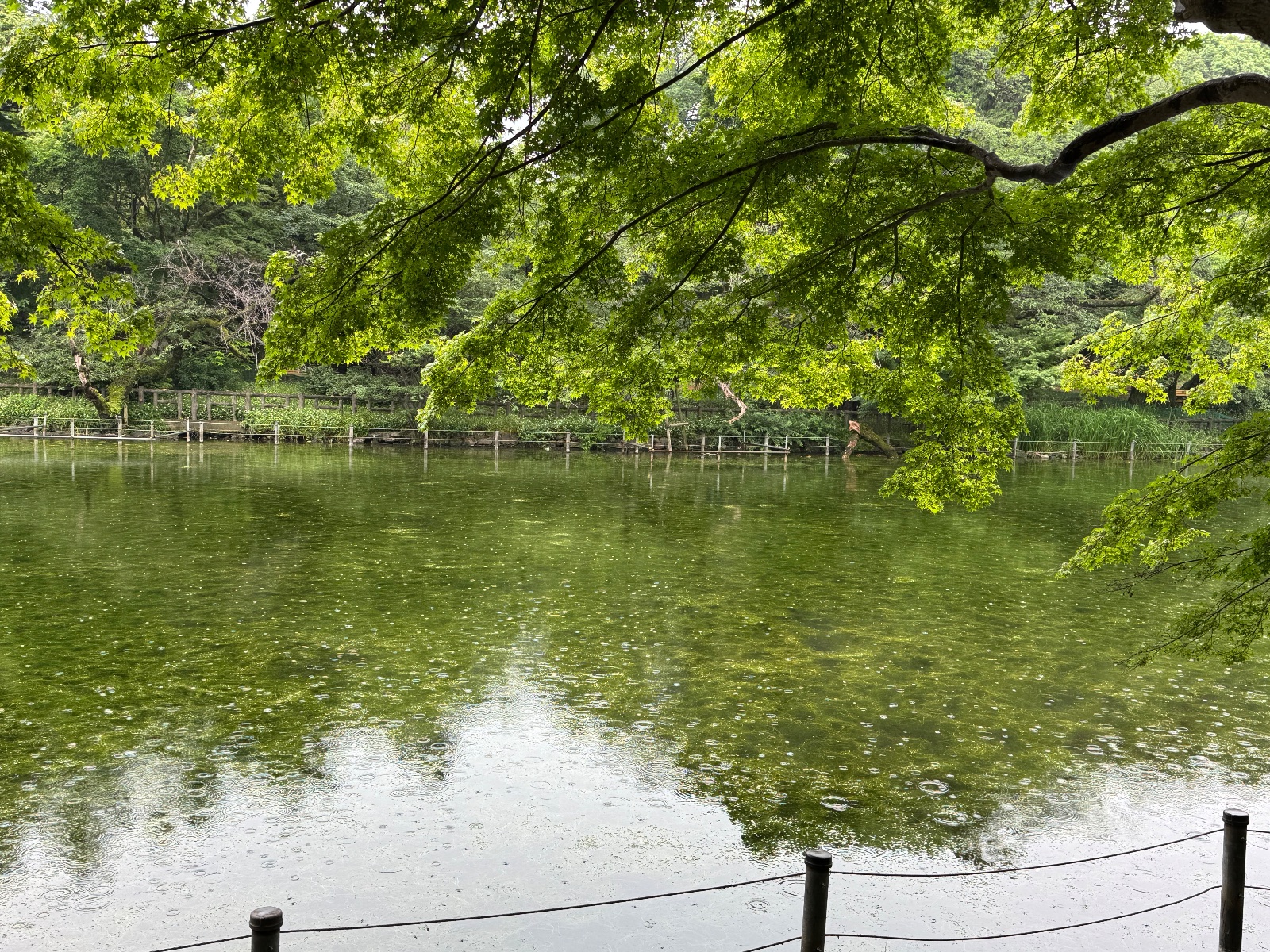 Inokashira Park, Tokyo