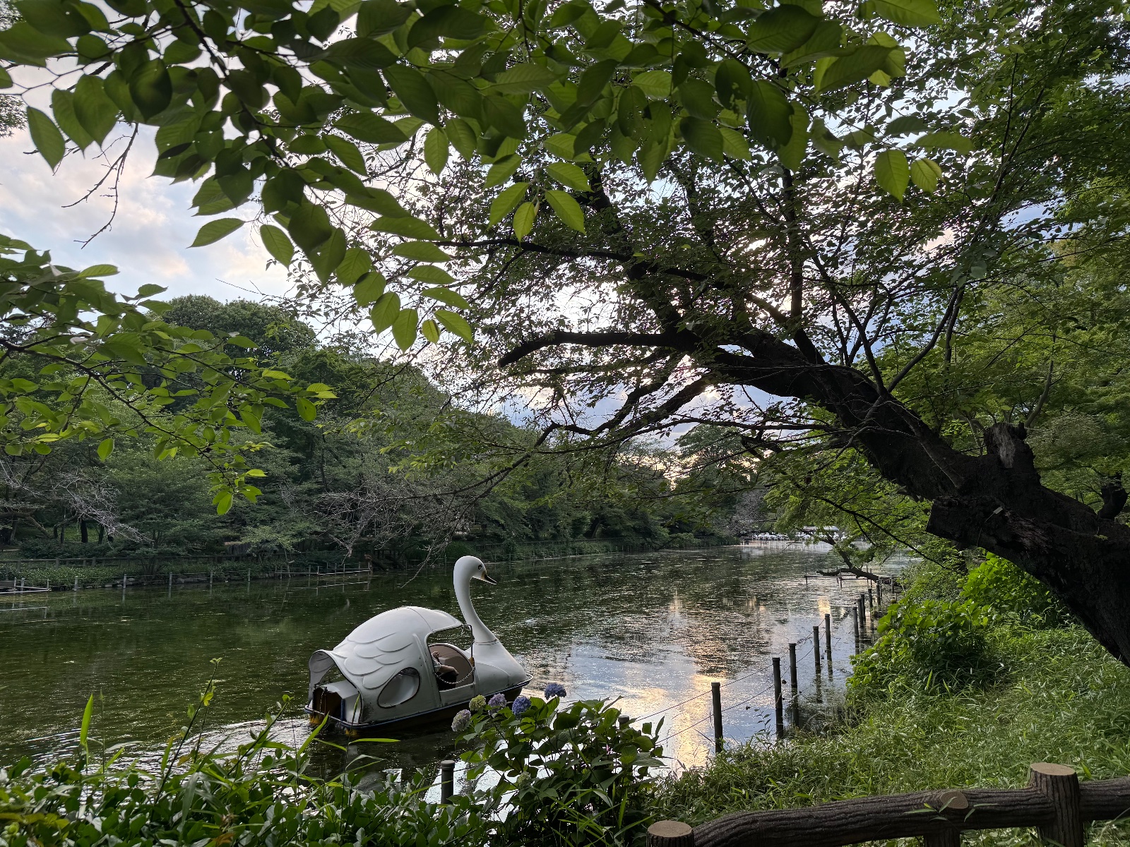 2025-06-04 17:40 Inokashira Park, Tokyo