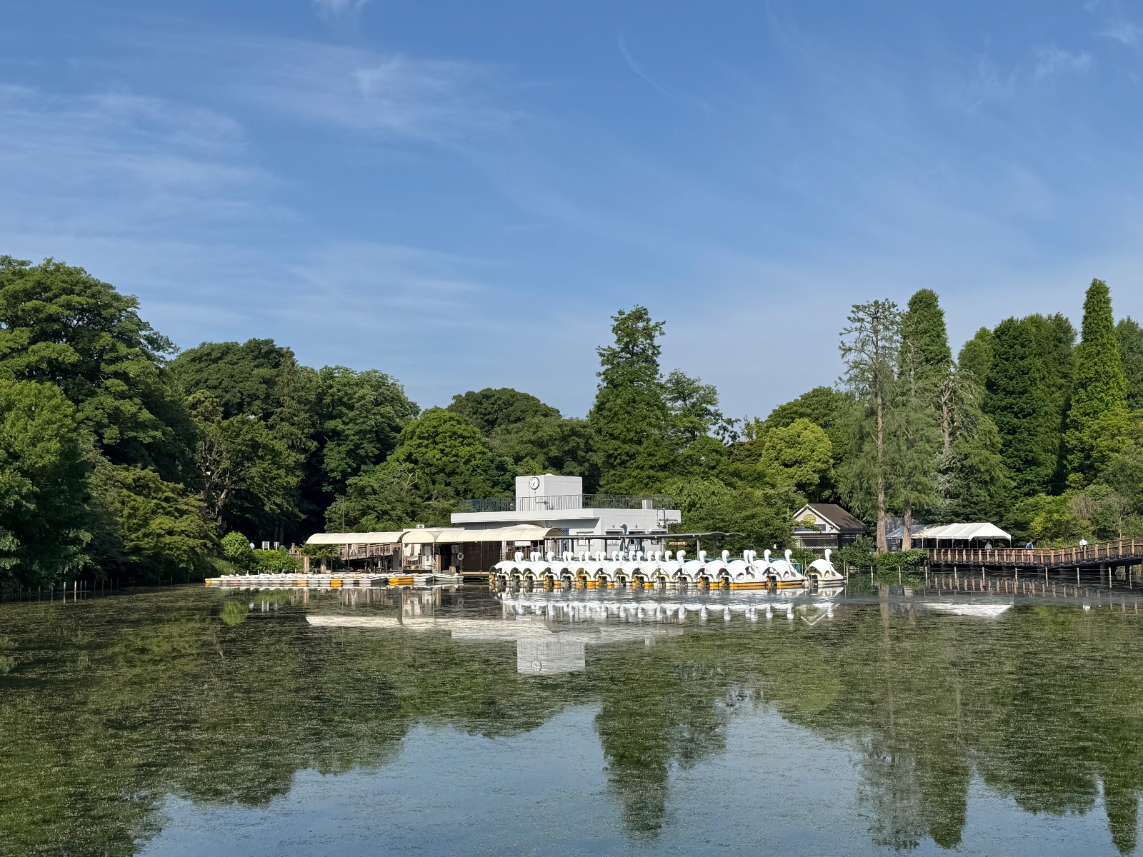 2025-06-06 07:36 Inokashira Park, Tokyo