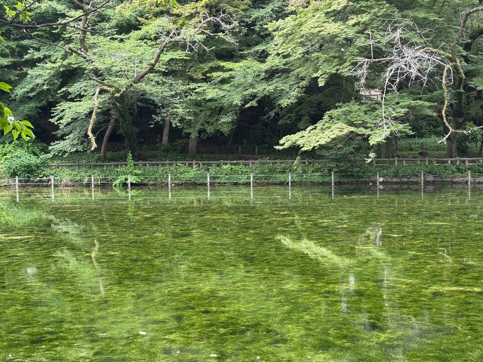 2025-06-14 09:59 Inokashira Park, Tokyo