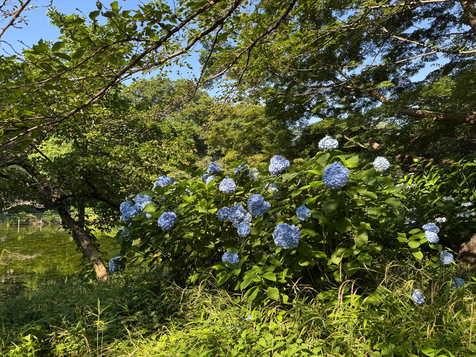 2025-06-17 07:36 Inokashira Park, Tokyo