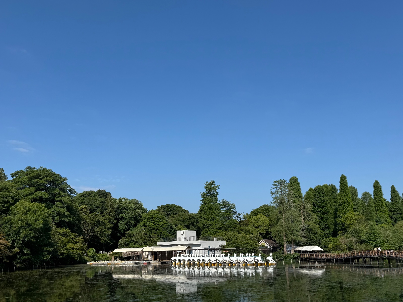 2025-06-18 07:36 Inokashira Park, Tokyo