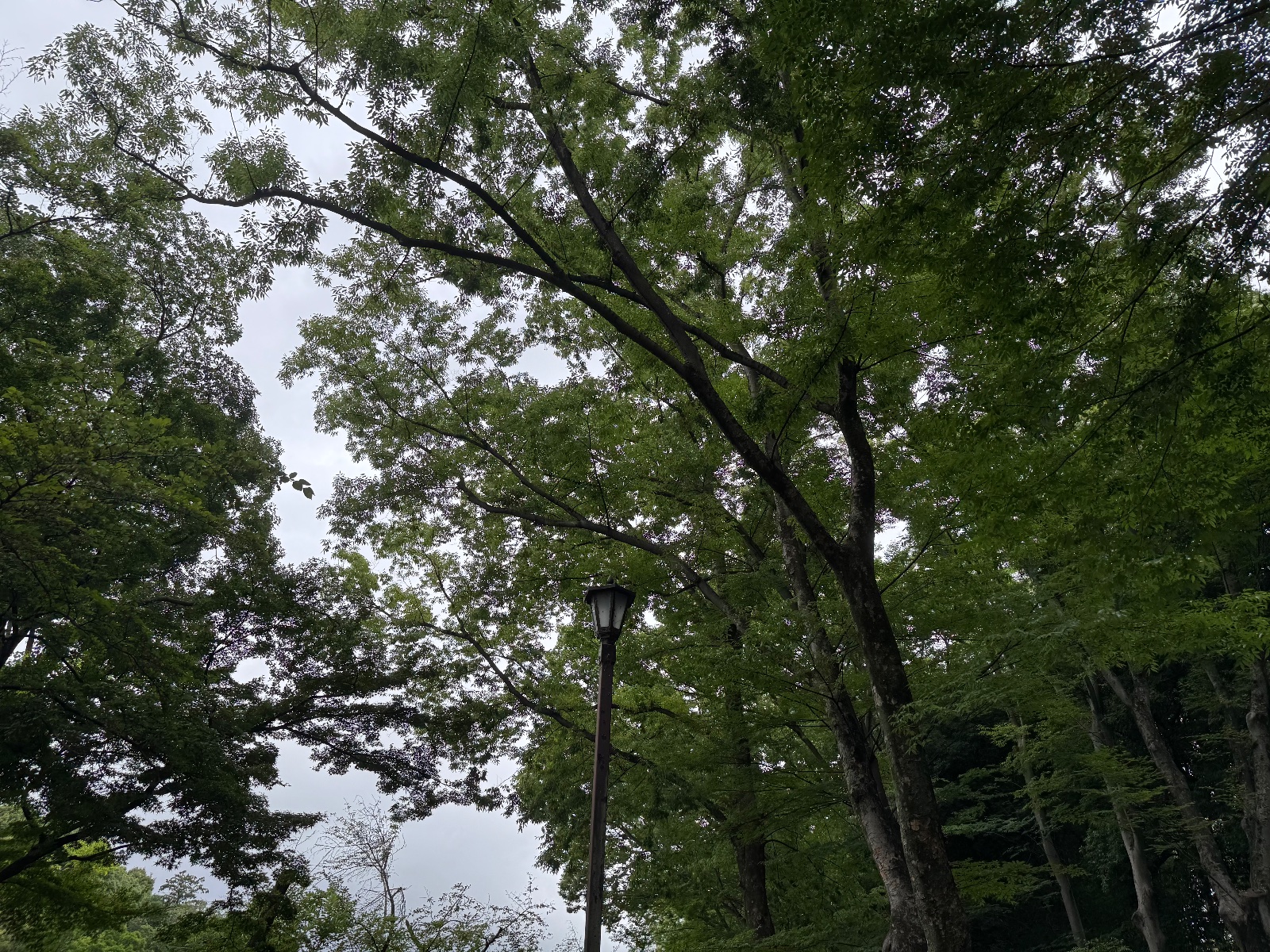 2025-07-15 07:54 Inokashira Park, Tokyo