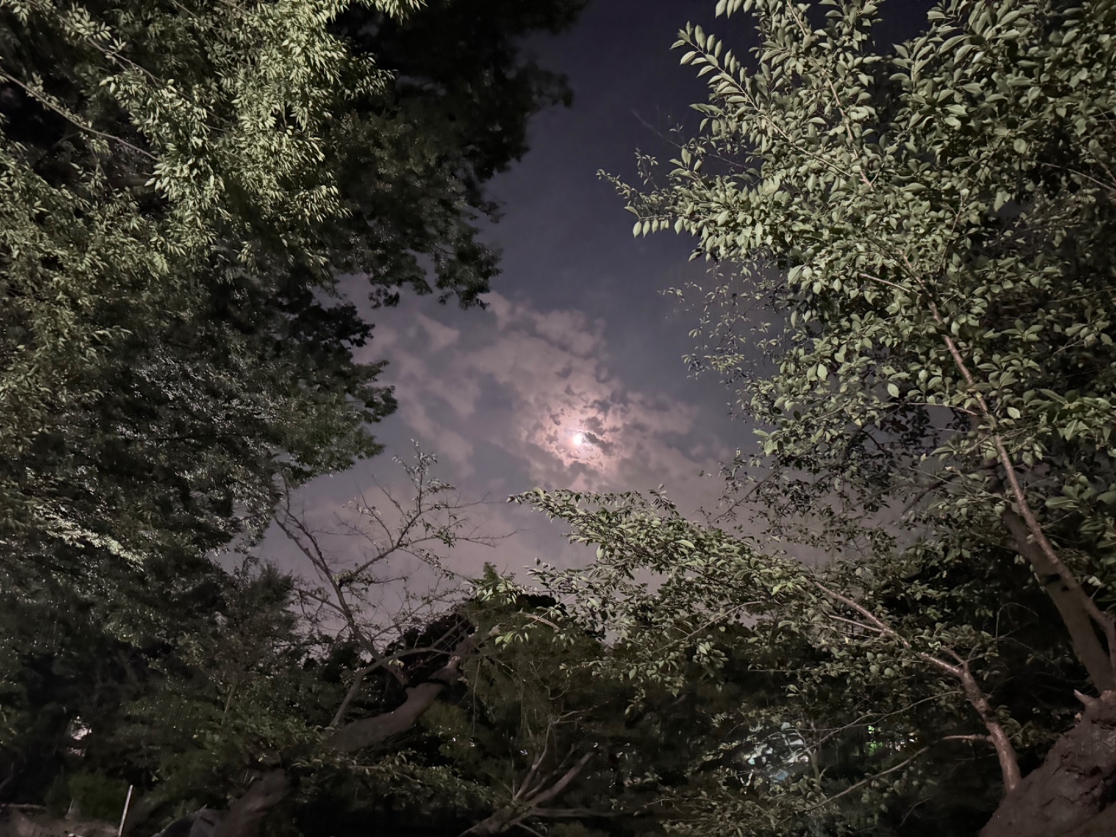 2025-08-05 19:59 Inokashira Park, Tokyo
