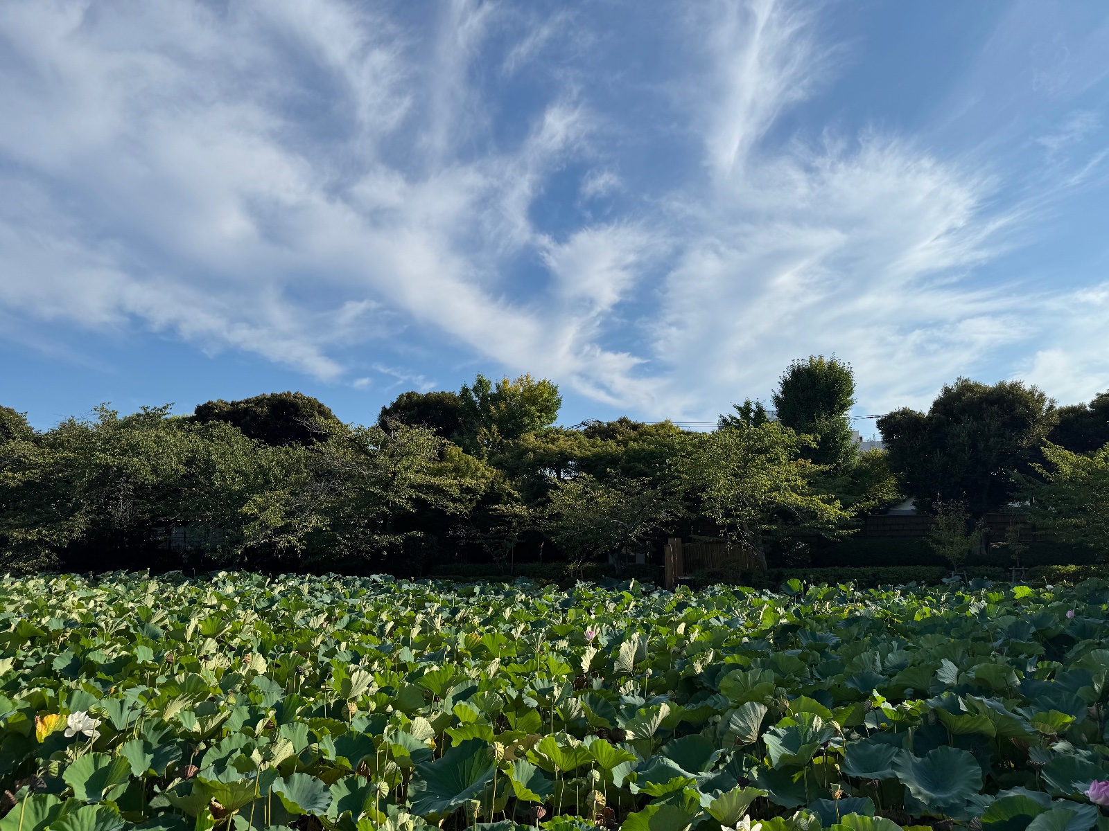 2025-08-08 16:23 Tsurugaoka Hachimangu, Kanagawa