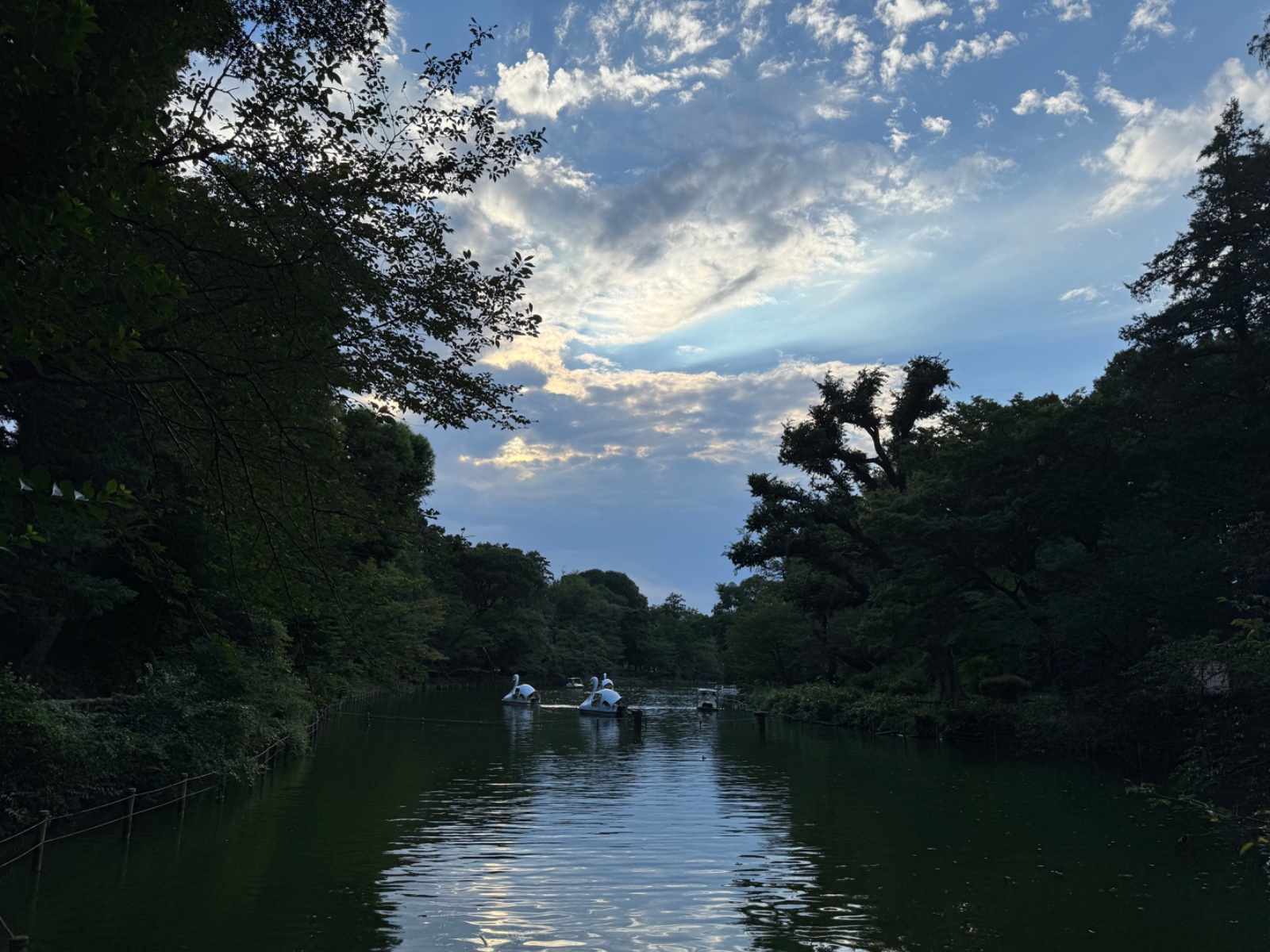 2025-08-15 17:06 Inokashira Park, Tokyo