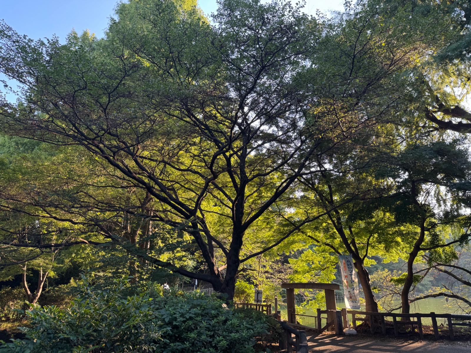 Inokashira Park, Tokyo