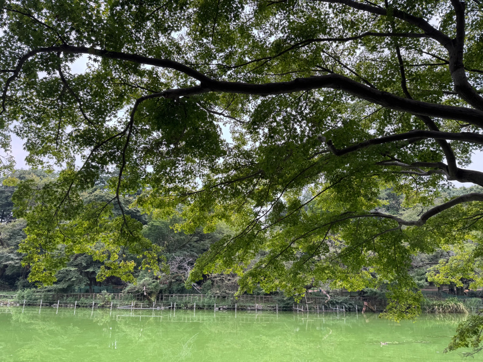 2025-09-09 07:36 Inokashira Park, Tokyo