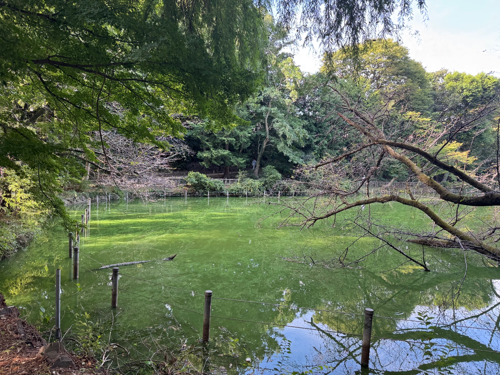 2025-09-23 08:12 Inokashira Park, Tokyo